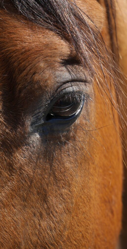 Toscane Italie, gîte agriturismo avec cheveaux Cheval à la ferme équestre en Toscane Italie