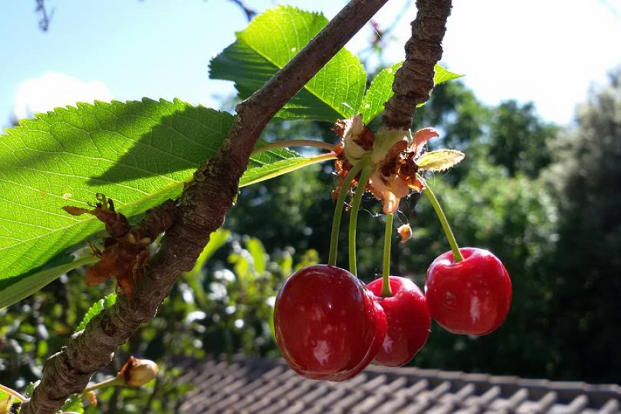 Ferienhaus mit Essen Toskana Italien Kirschen Obst