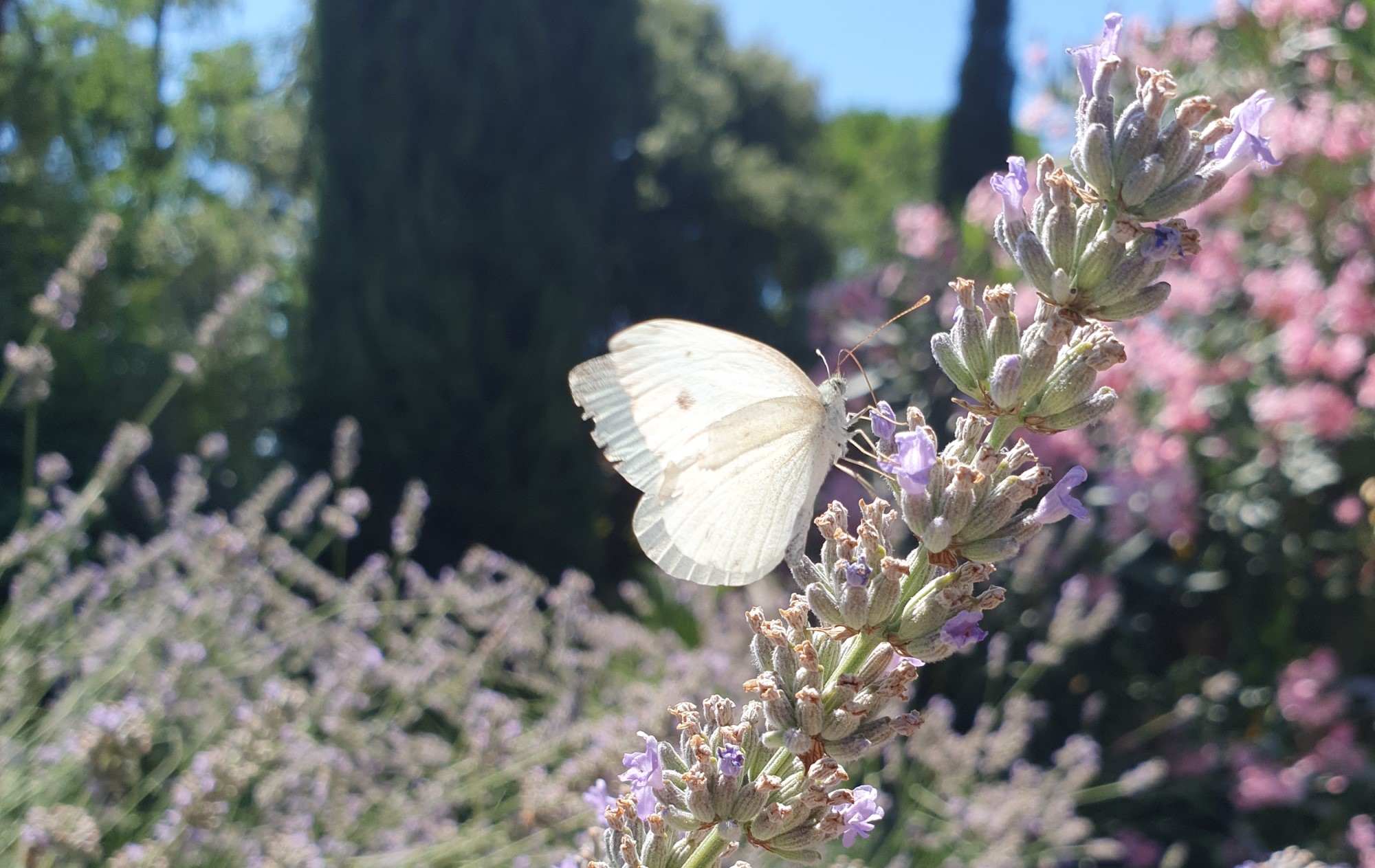 Nachhaltigkeit im Urlaub auf Bio-Bauernhof Toskana Bio Bauernhof für nachhaltigen Urlaub Toskana