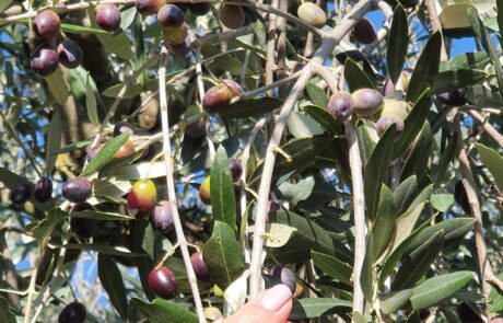 Olivenöl Italien Olivenernte von Hand in der Toskana