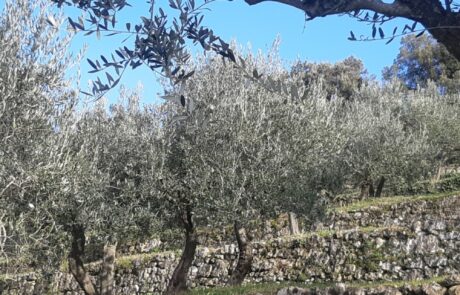 Wandern Toskana alter Olivenhain beim Ferienhaus